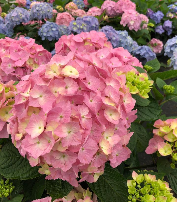 3G Hydrangea mac. 'Let's Dance Sky View' ('SMNHSME') L.D Sky View® Reblooming Hydrangea: Patent PP34,327 1014660