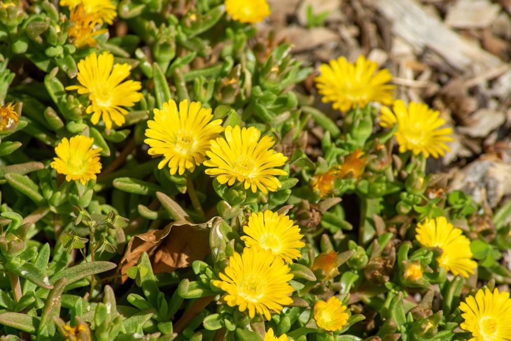 3" Delosperma Nubigena - Hardy Ice Plant - 1002589