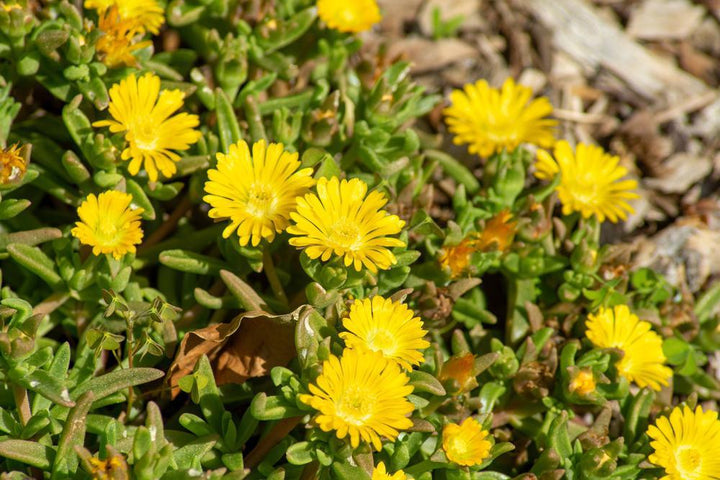 3" Delosperma Nubigena - Hardy Ice Plant - 1002589