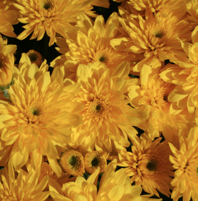 6" Mum - Yolanda Yellow