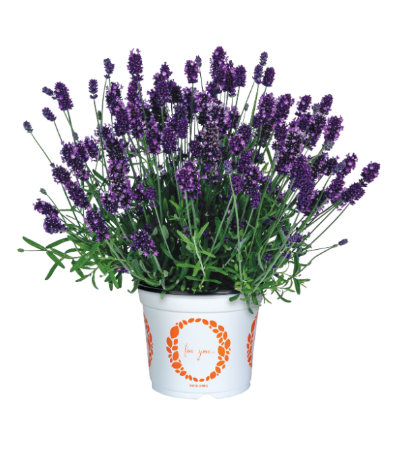 11" HB Lavandula Angustifolia La Diva Eternal Grace - Lavender Hanging Basket