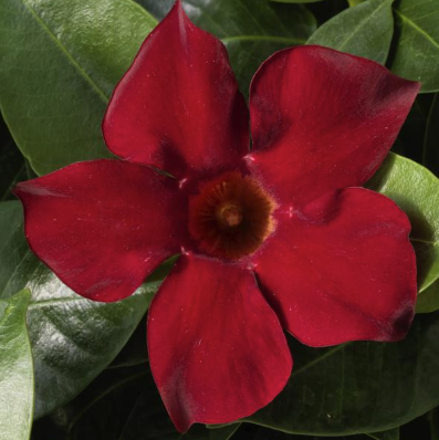11" HB Mandevilla Hanging Basket