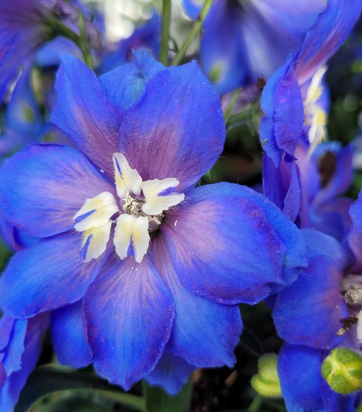 1G Delphinium New Zealand 'Cobalt Dreams' - Larkspur - 1021891