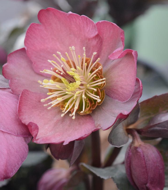 1G Helleborus X Frostkiss 'Pippa's Purple' - Lenten Rose - 1021828
