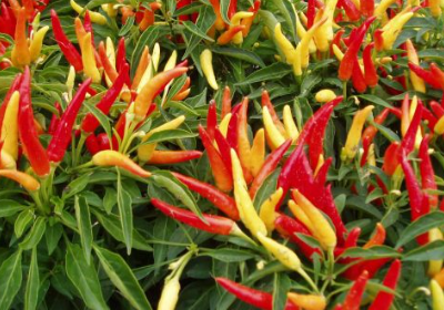 6" Ornamental Pepper - Chilly Chili