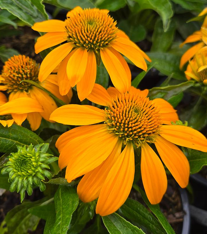 1G Echinacea Guatemala 'Gold' - Coneflower - 1023101