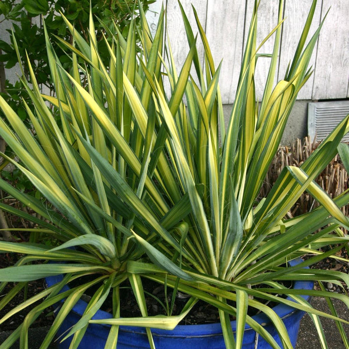 Color Guard Adam's Needle, Yucca