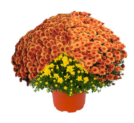 12" TP Combination Mum Patio Pot # 32 - Beverly Bronze / Beverly Orange / Beverly Gold