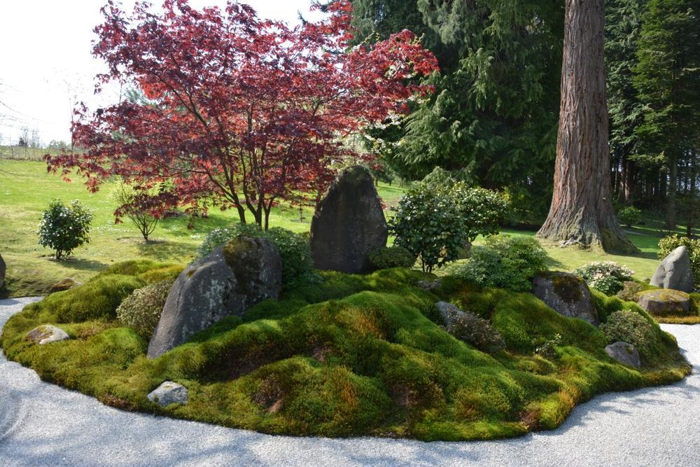 5G Acer Palmatum 'Samurai Sword' - Japanese Maple Tree - 1023042