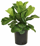 10" Ficus Lyrata - Bush Large Leaf - T1506
