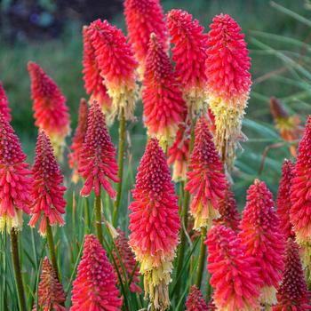 1G Kniphofia Pyromania 'Rockets Red Glare' - Red Hot Poker / Torch Lilly - 1011653