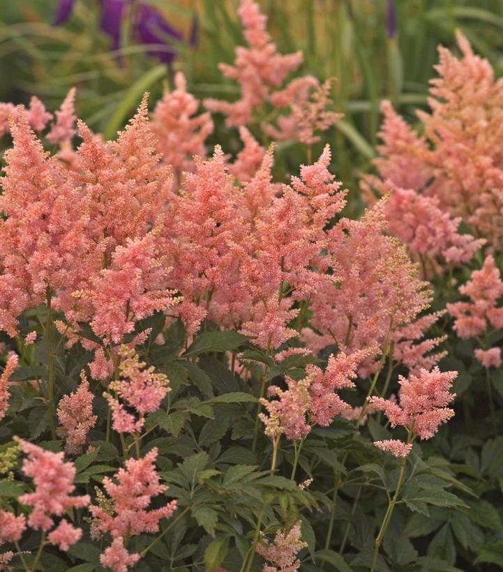 1G Astilbe 'Peach Blossom'  - False Spiraea - 1000439