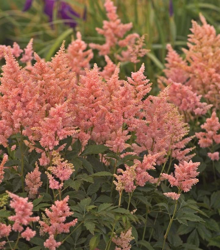 1G Astilbe 'Peach Blossom'  - False Spiraea - 1000439
