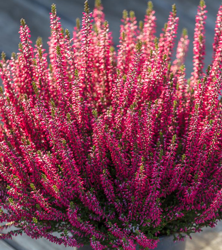 1G Calluna Vulgaris Beauty Ladies 'Red' - Scotch Heather - 1021599