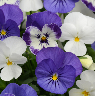 5.5" Viola - Sorbet Blueberry Sundae Mix