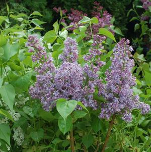 5G Syringa X Hyacinthiflora 'Royal Purple' - Lilac - 1004772