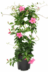 8.5" (21cm) Mandevilla Pink Small Leaf G5344
