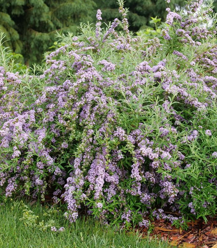 3G Buddleia Alternifolia 'Mop Top' - Fountain Butterfly Bush - 1022299