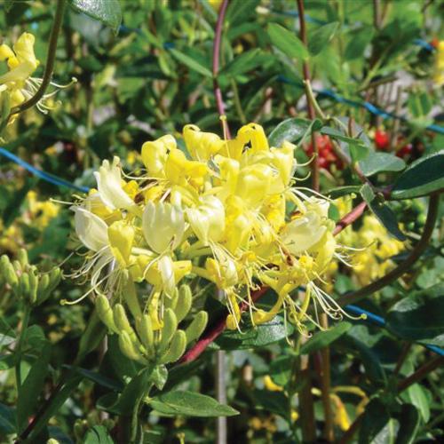 Scentsation Honeysuckle