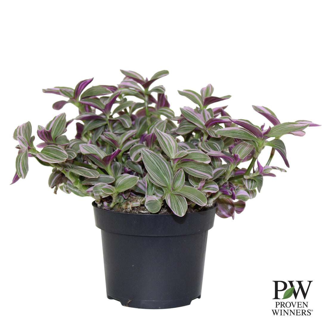 5" PW Tradescantia - Feeling Flirty - G0643