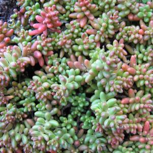 3" SEDUM ALBUM `CORAL CARPET' Coral Carpet Stonecrop 1006393