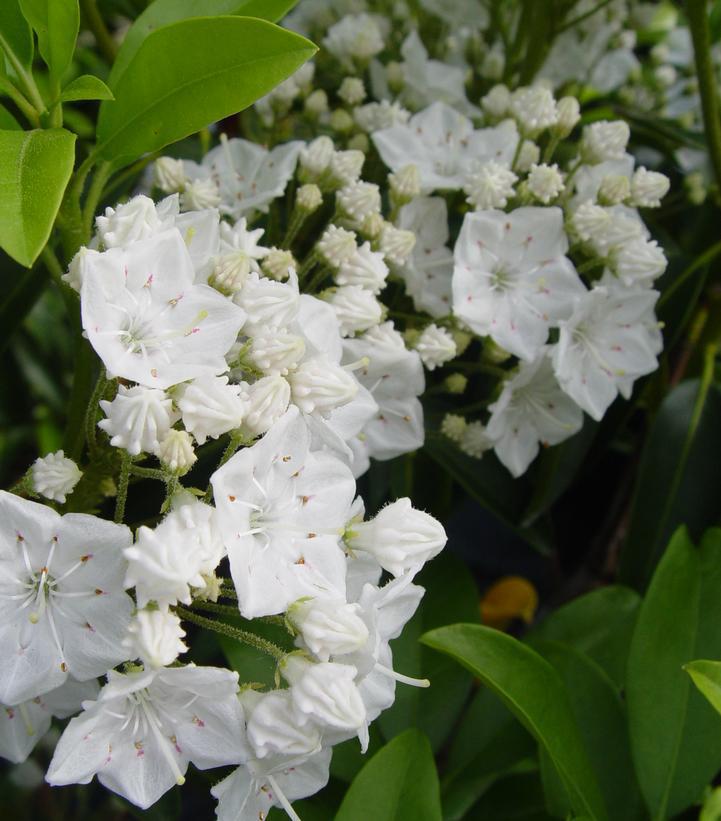 5G Kalmia Latifolia 'Snowdrift' Snowdrift Mountain Laurel
