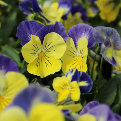 12" Pansy Bowl - Matrix Morpheus