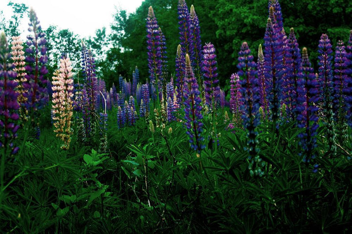 1G Lupinus 'Gallery Blue' - Lupine - 1003829