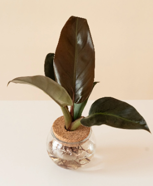 Small H2O Bowl - Assorted Styles ( Sold Individually )