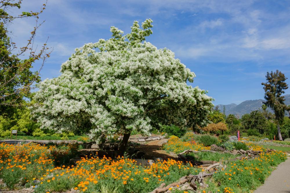 3G Chionanthus Virginicus White Fringetree