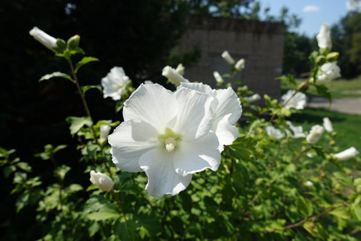 5G Hibiscus Syriacus 'Bali' - Rose of Sharon - 1006334