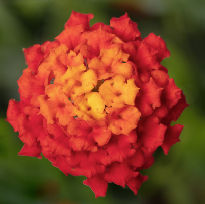 11" HB Lantana Camara 'Bandolista Red Chili'