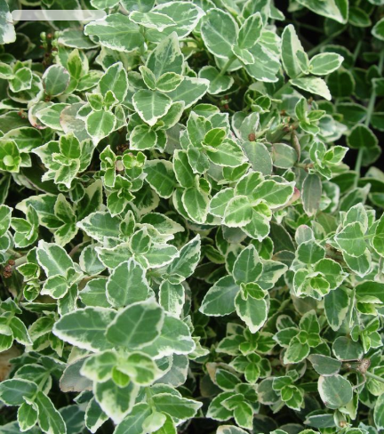 5G Euonymus Fortunei 'Emerald Gaiety' - 1030179