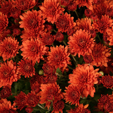 4.5" Mum - Keeley Orange