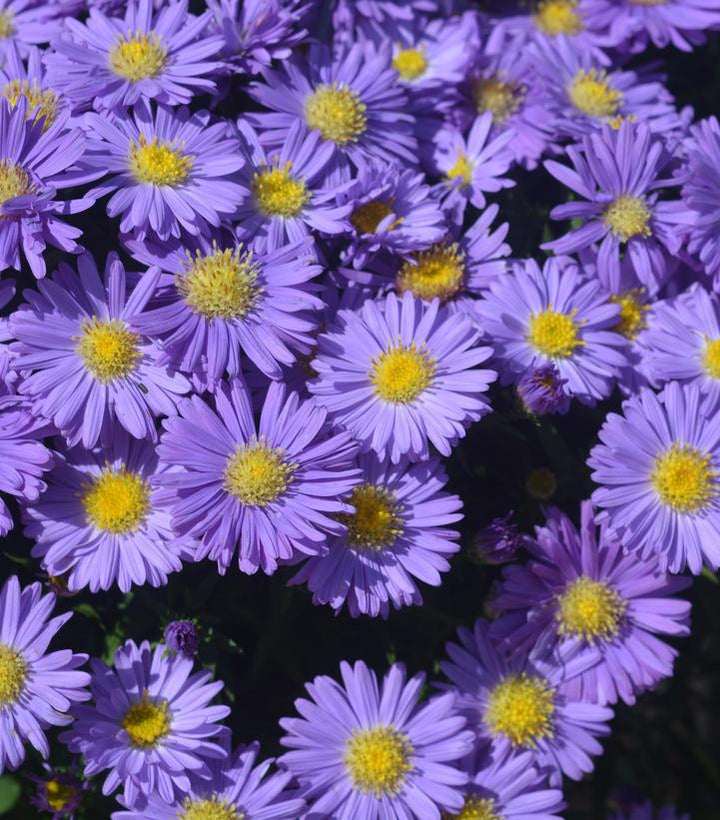 2G Aster 'Kickin Sapphire' - 1008018