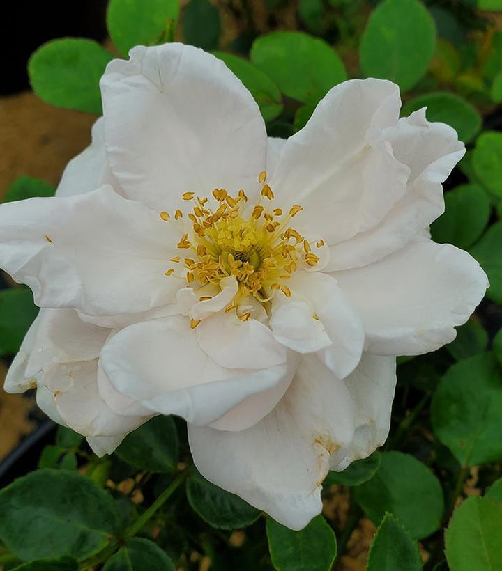 3G Rosa 'New Dawn' - Pink Climbing Rose - 1002402