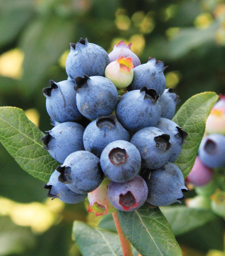 2G Vaccinium x Perpetua® ('ORUS-61-1') Perpetua® Blueberry: Patent PP24209 1007669