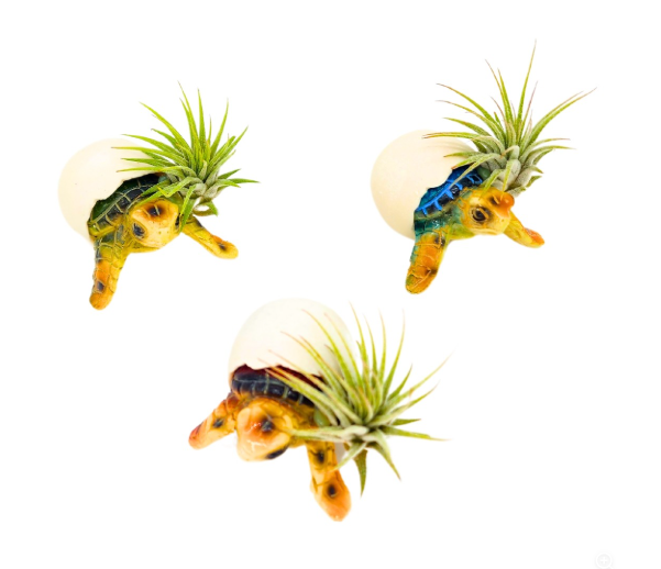 3" Turtle Baby w/ Air Plant - FP0072