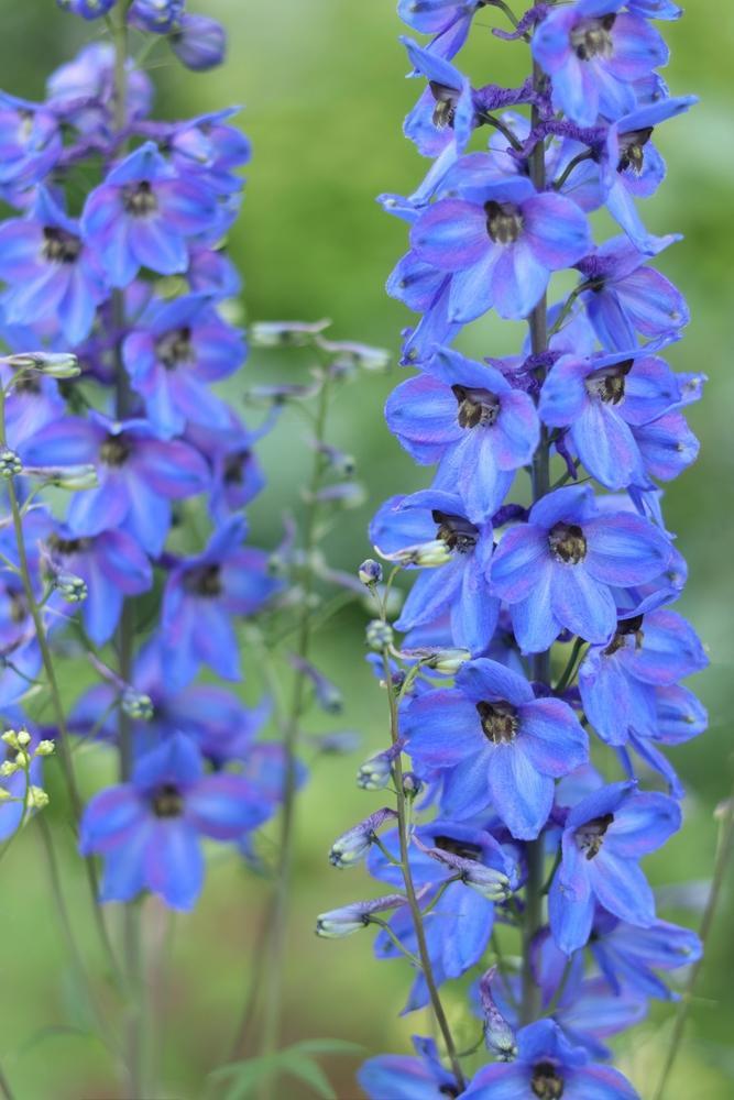 7" Delphinium