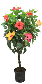 10" Hibiscus Braid Multi Color T3342