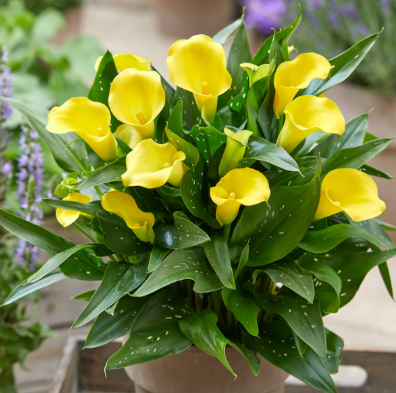 4.5" Calla Lily