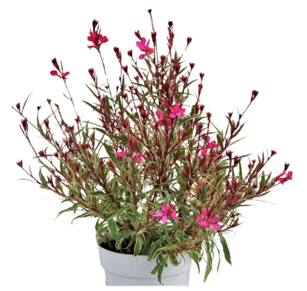 4.5" Gaura - Bantam Pink