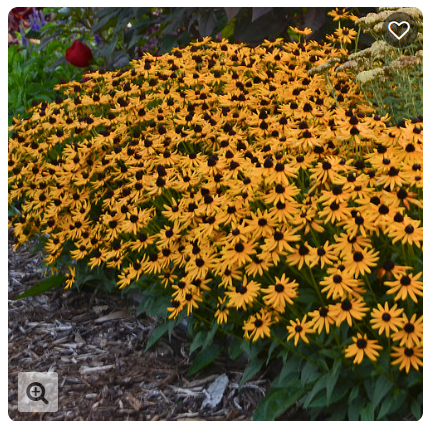 1G Little Goldstar Rudbeckia ( Black-Eyed Susan) - 1006462