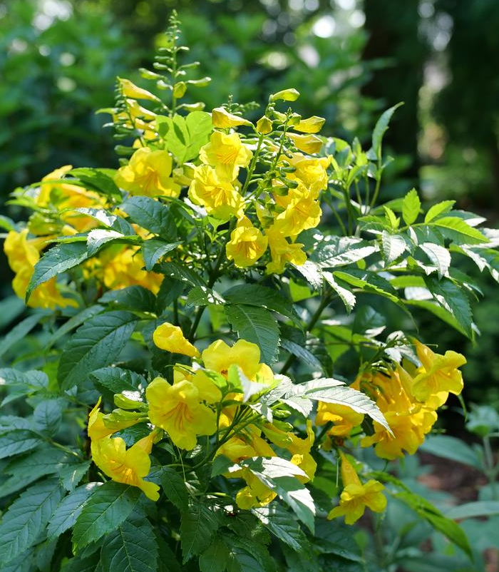 2G Tecoma X Chicklet 'Gold' - Trumpet Bush - 1025206