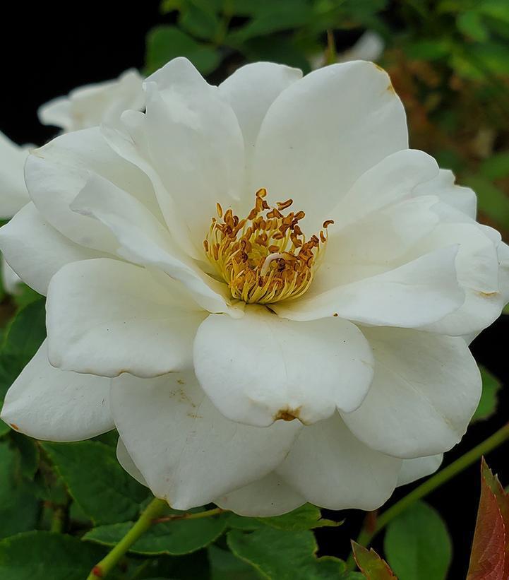 3G Rosa 'Iceberg' Iceberg Floribunda Rose 1002668