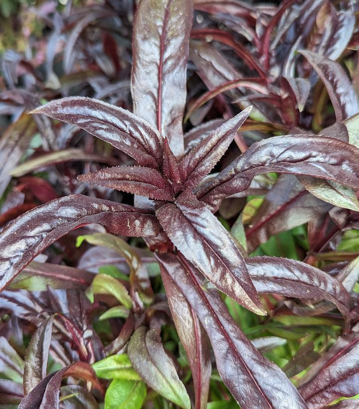 1G Penstemon Dakota™ 'Burgundy' - Beardtongue - 1015350