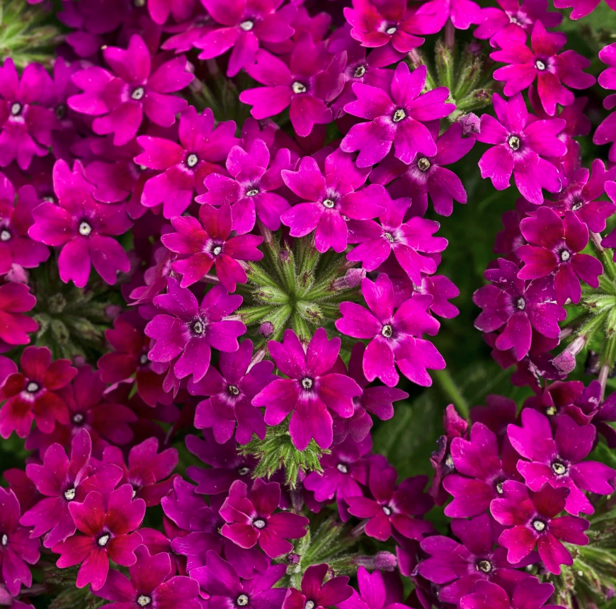4.25" PW Superbena (Verbena) - Royale Plum Wine