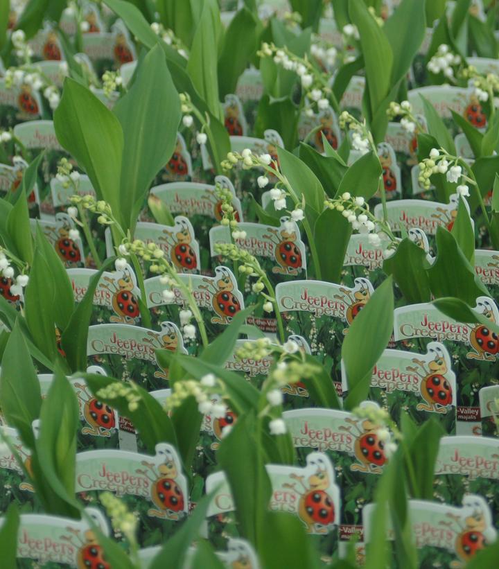 3" CONVALLARIA MAJALIS 'Lily Of The Valley' 1002879 lilly
