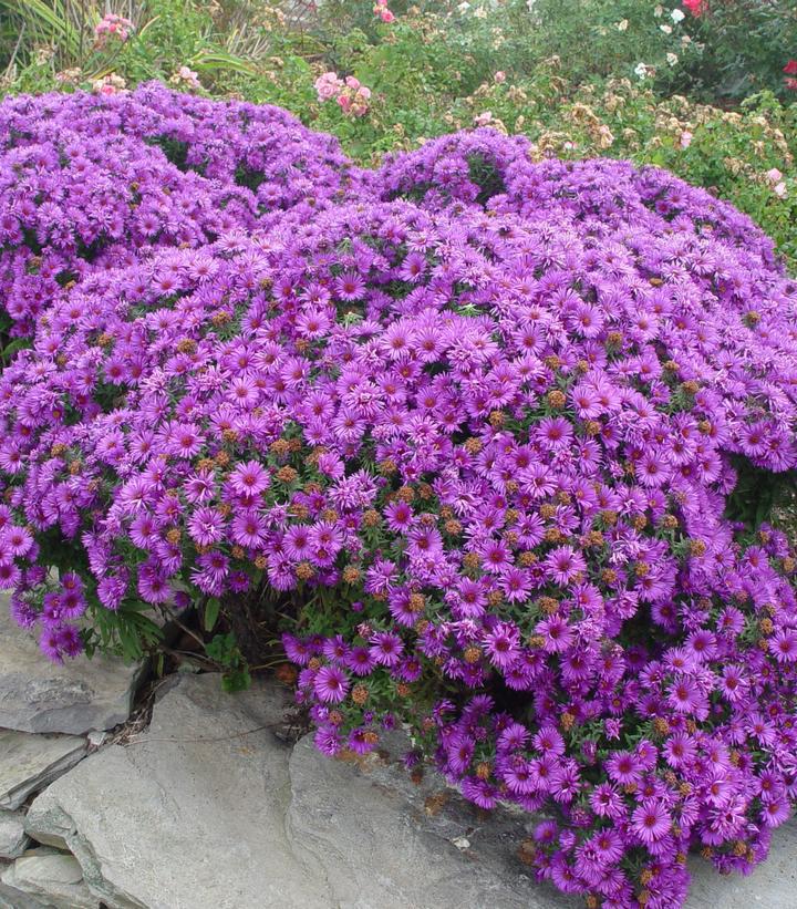 2G Aster novae-angliae 'Purple Dome' Purple Dome Aster 1000553