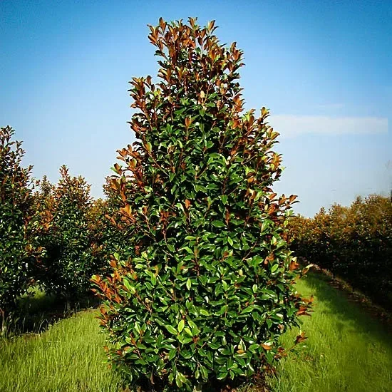 7G Magnolia gr. 'Bracken's Brown Beauty' Bracken's Brown Beauty Magnolia 1015094